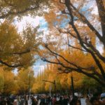 2017年神宮外苑前いちょう並木へ行きました！銀杏の見頃をレポート